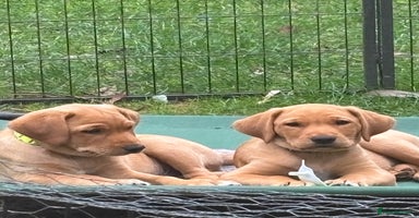 Mixed Breed dogs - Advert 12