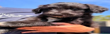 Raven 