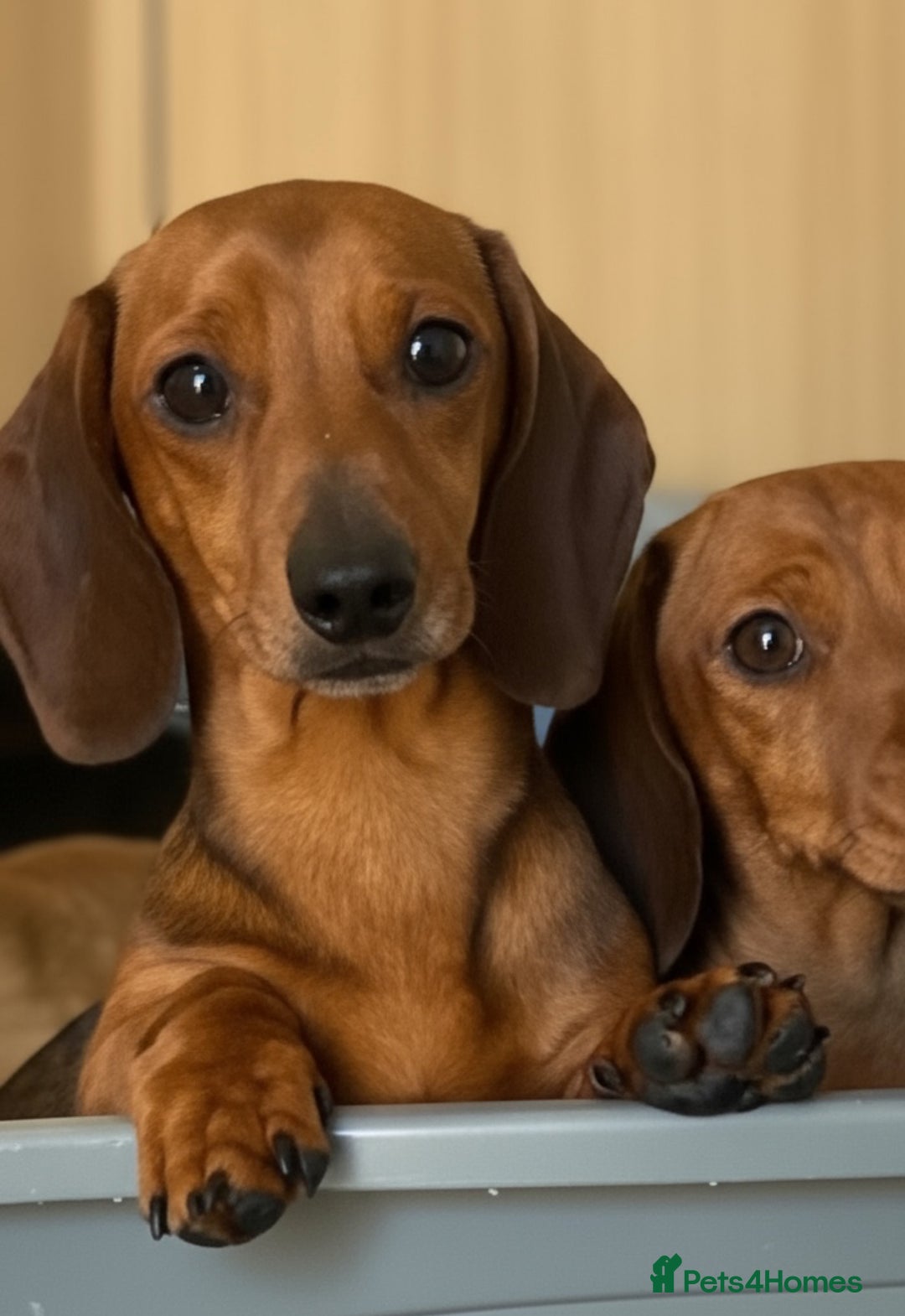 Miniature Dachshund dogs for stud: Kc reg pra clear shaded red mini smooth  - Advert 2