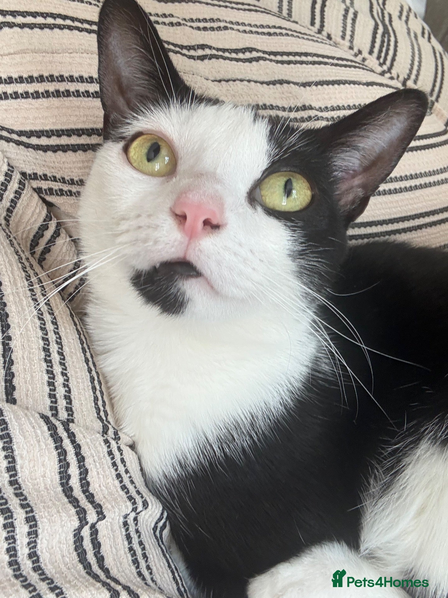 Domestic Shorthair cats REHOME - Small Domestic Shorthair Female - Advert 8