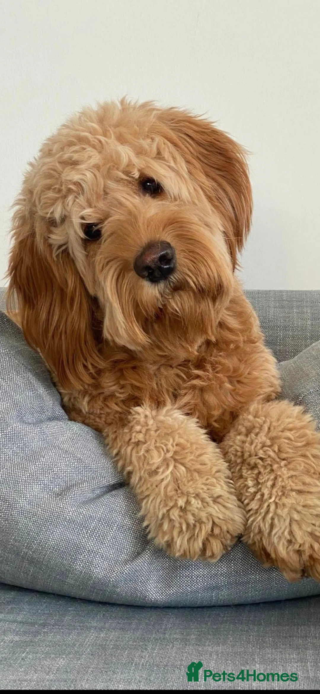 Mini Goldendoodle dogs for sale: F1 pups via a LICENSED BREEDER & POLICE K9 TRAINER - Advert 22