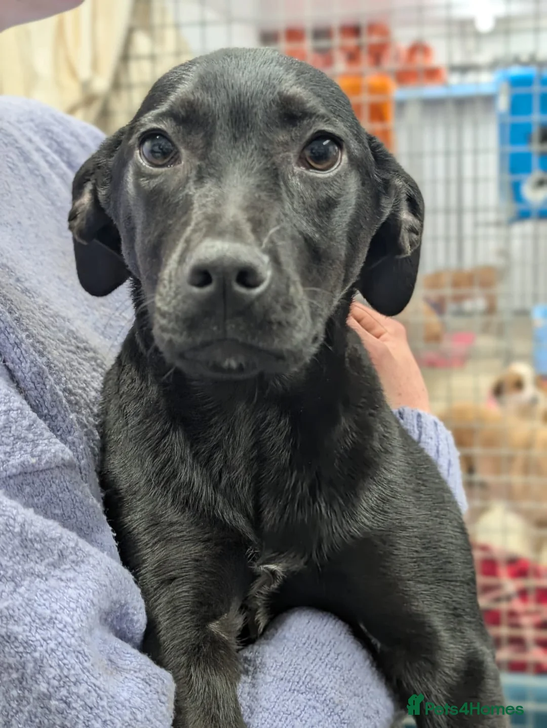 Mixed Breed dogs for adoption: Butch - In Ayr Looking for a home  - Advert 4