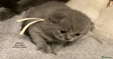British Shorthair cats - Advert 12