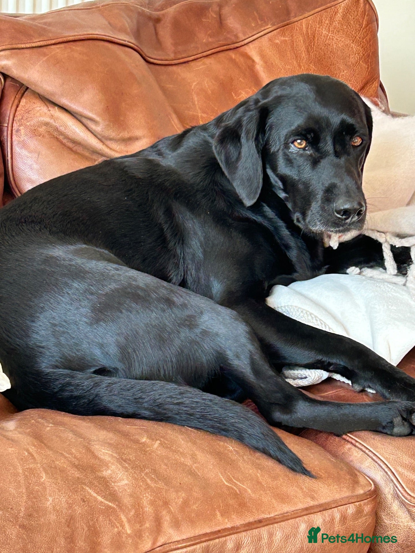Labrador Retriever dogs Stunning KC Registered Labrador Retrievers Puppie - Advert 1