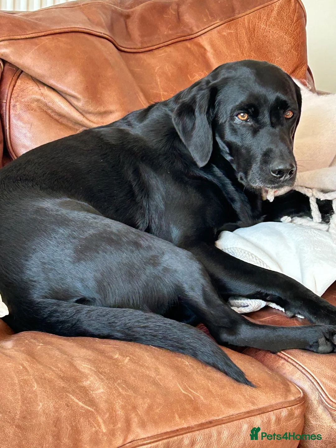 Labrador Retriever dogs for sale: Stunning KC Registered Labrador Retrievers Puppie in Bristol - Advert 1