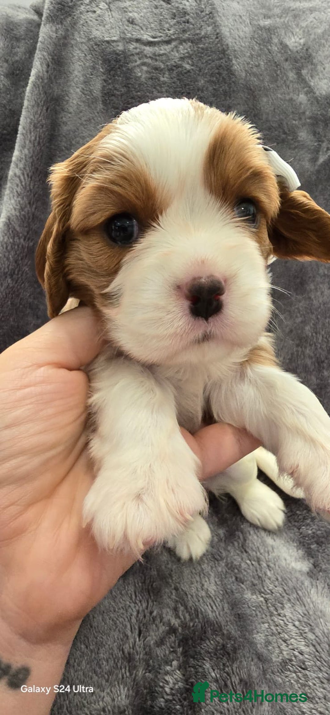Cavalier King Charles Spaniel dogs for sale: 🐶 KC Cavalier King Charles Spaniel Puppies 🐶 - Image 7