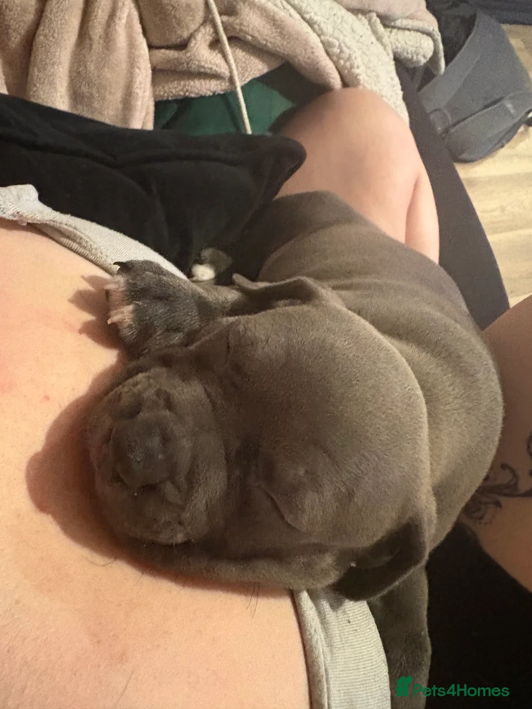 Mixed Breed dogs for sale: Our last beautiful pup lady blu - Advert 3