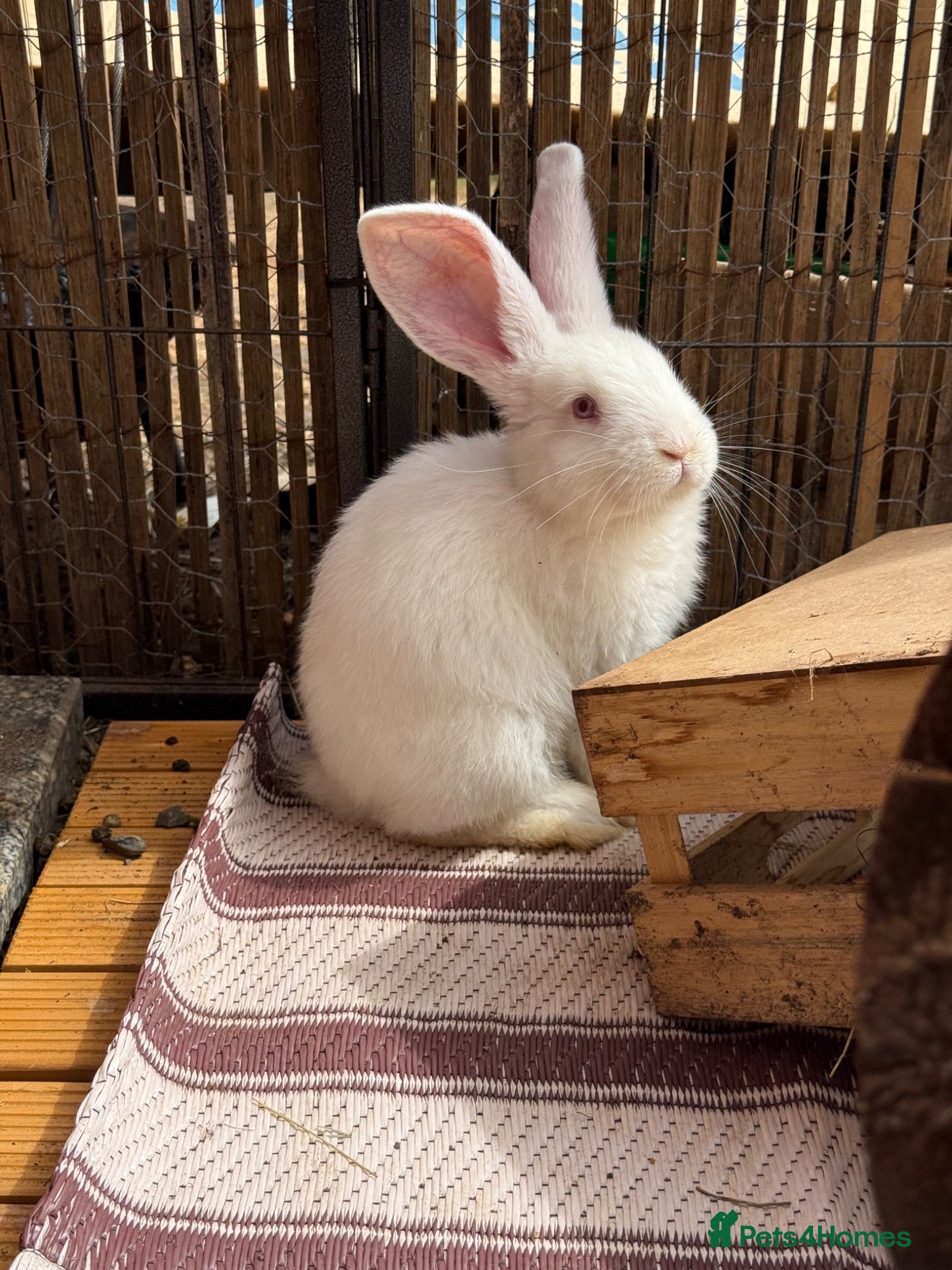 Continental Giant rabbits ‼️READY NOW - 1 CONTI DOE LEFT‼️ - Advert 1