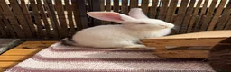 Continental Giant rabbits for sale: ‼️READY NOW - 1 CONTI DOE LEFT‼️ - Advert 1