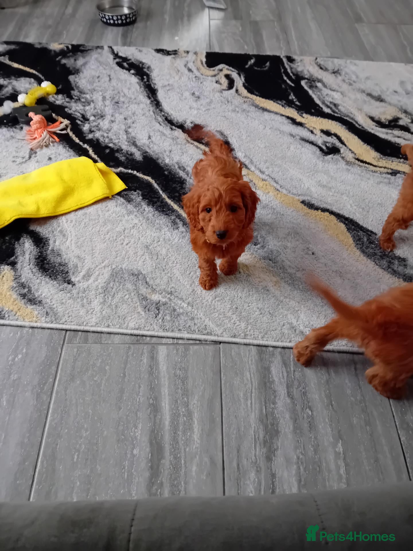 Cockapoo dogs RED SHOW COCKAPOO PRA CLEAR - Advert 2