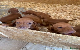 Hungarian Vizsla dogs for sale: Stunning litter of puppies  - Image 9