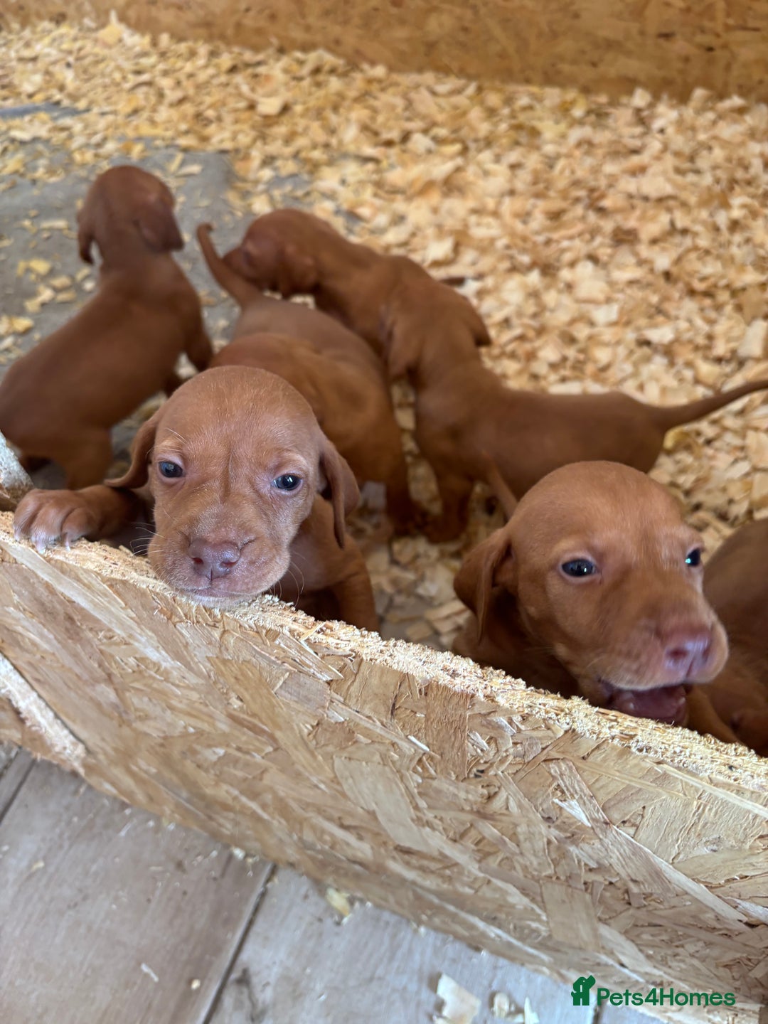 Hungarian Vizsla dogs for sale: Stunning litter of puppies  - Image 9