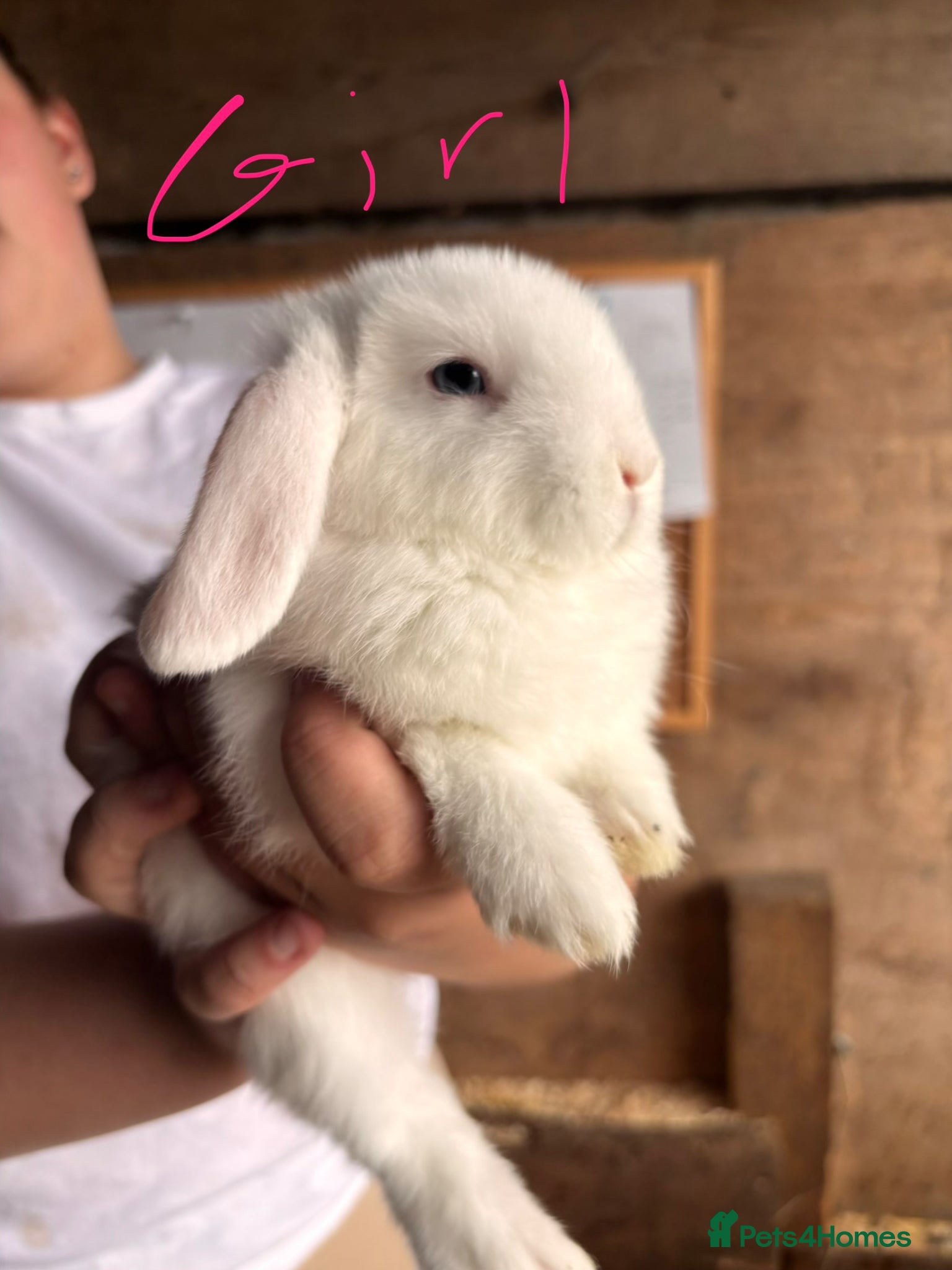 Mini Lop rabbits for sale: 8 beautiful baby’s rabbit  - Advert 9