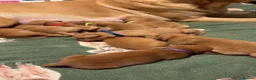 Labrador Retriever dogs for sale: Fox Red Labrador Puppies – 7 Boys & 4 Girls - Advert 3