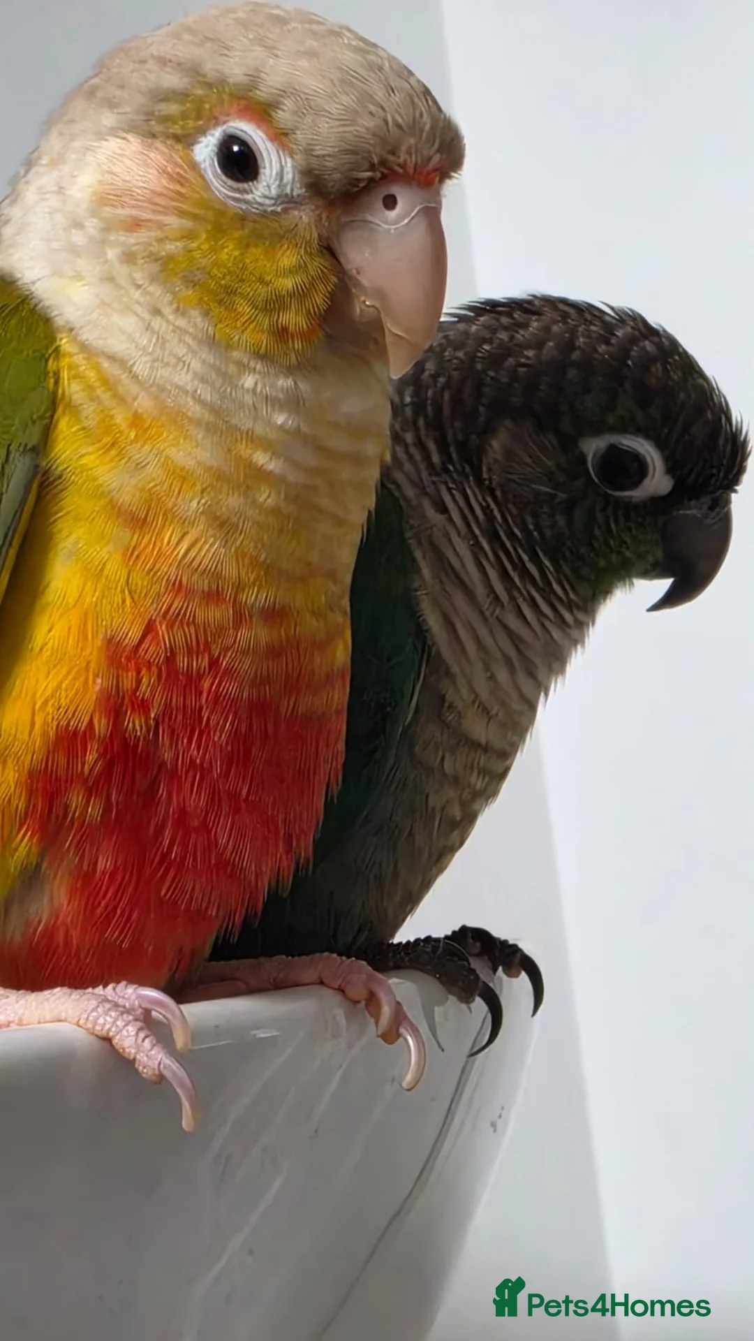Conures birds for sale: Rio and Kiwi in Durham - Advert 2