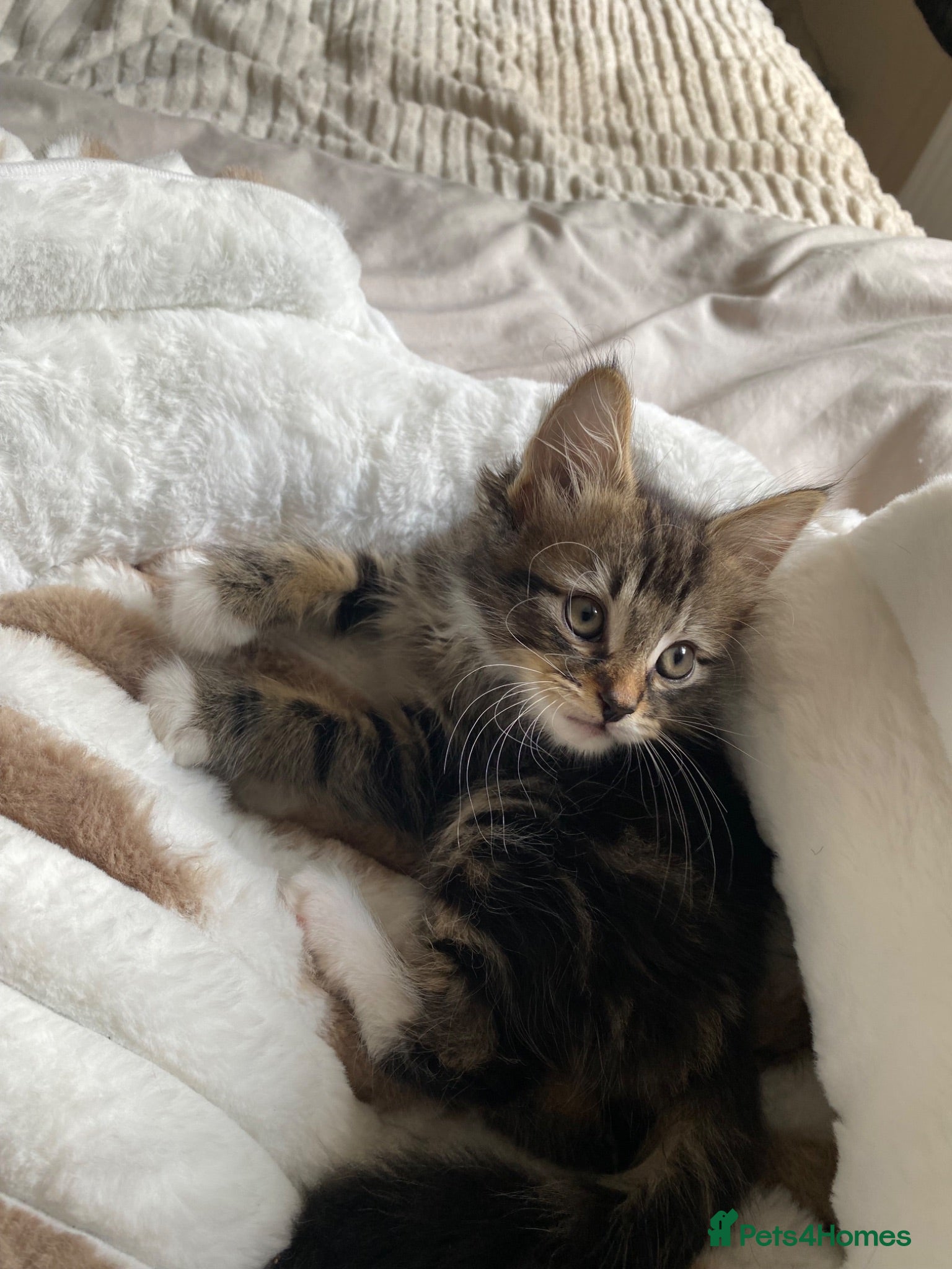 Norwegian Forest Cat cats Male kitten available  - Advert 2