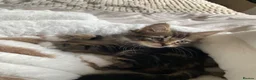 Norwegian Forest Cat cats for sale: Male kitten available  - Advert 1