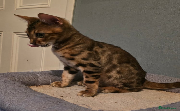 Bengal cats - Advert 11