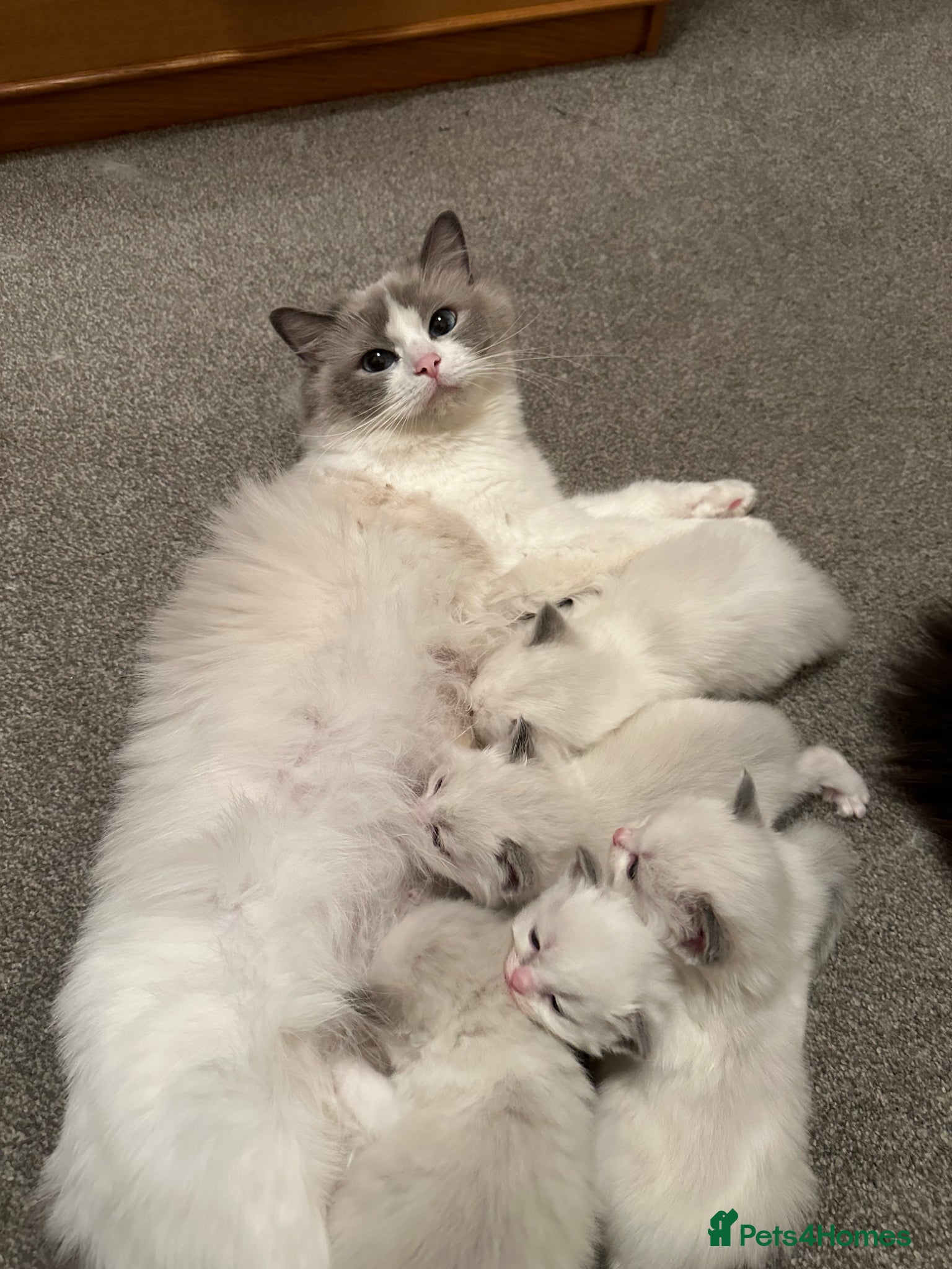 Ragdoll cats Quality Beautiful ragdoll kittens  - Advert 3