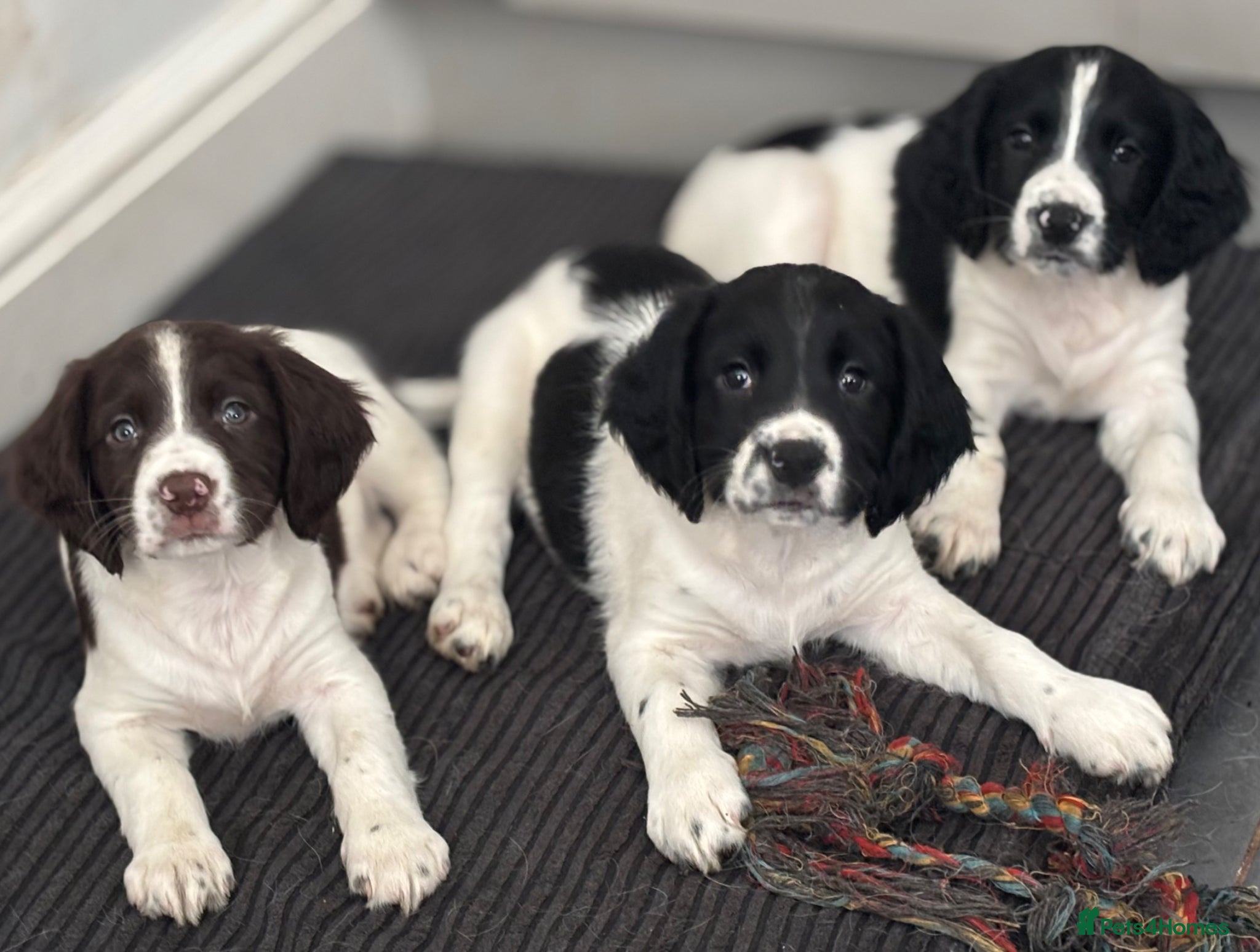 English Springer Spaniel dogs Quality springer spaniel puppies  - Advert 5