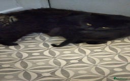 British Shorthair cats for sale: 4 beautiful kittens for sale - Image 6