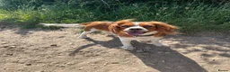 Cavalier King Charles Spaniel dogs for sale: Cavalier king Charles puppy for sale  - Advert 4