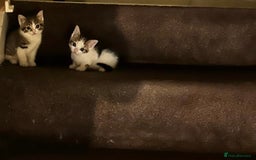 Mixed Breed cats for sale: 2 female cat - Image 1