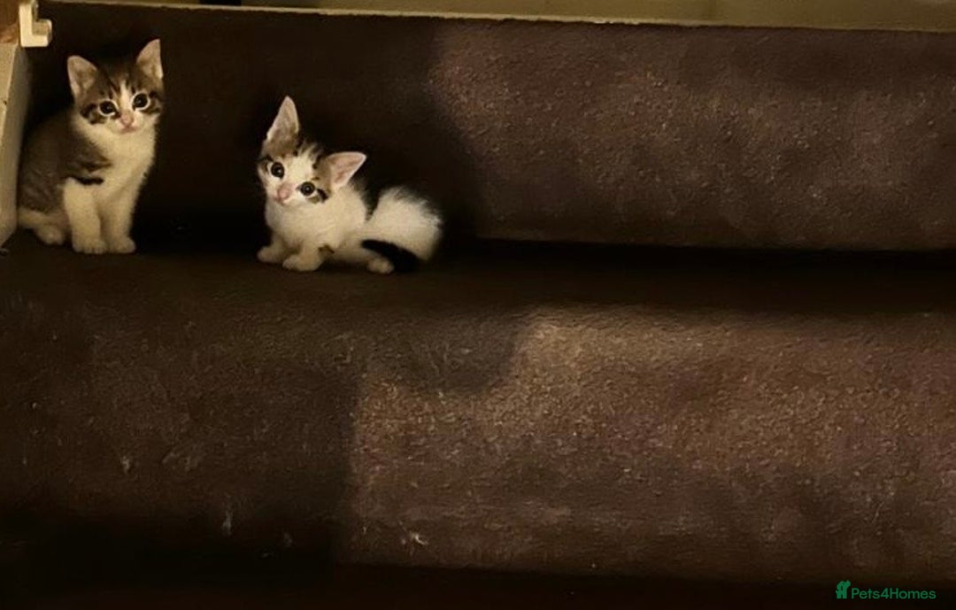 Mixed Breed cats for sale: 2 female cat - Image 1