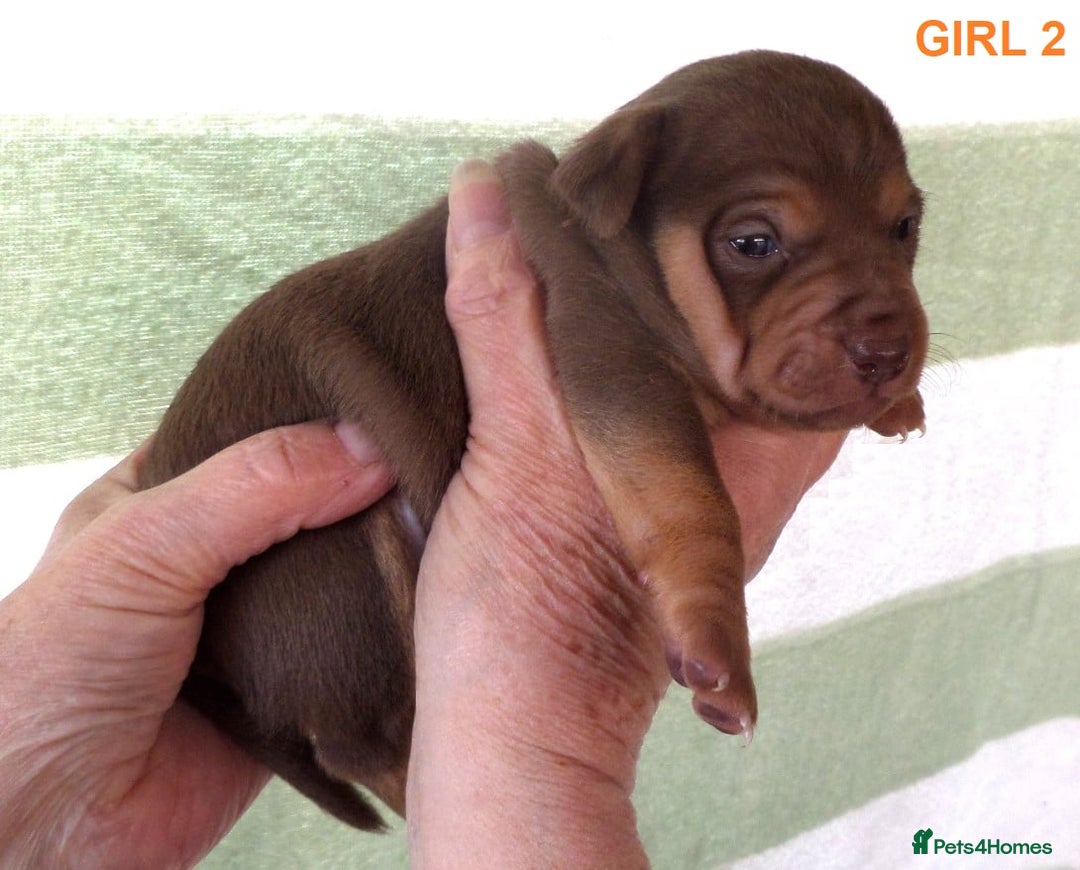 Jack Russell dogs for sale: Beautiful Muchwenlock Jack Russell puppies 🐾 - Advert 19