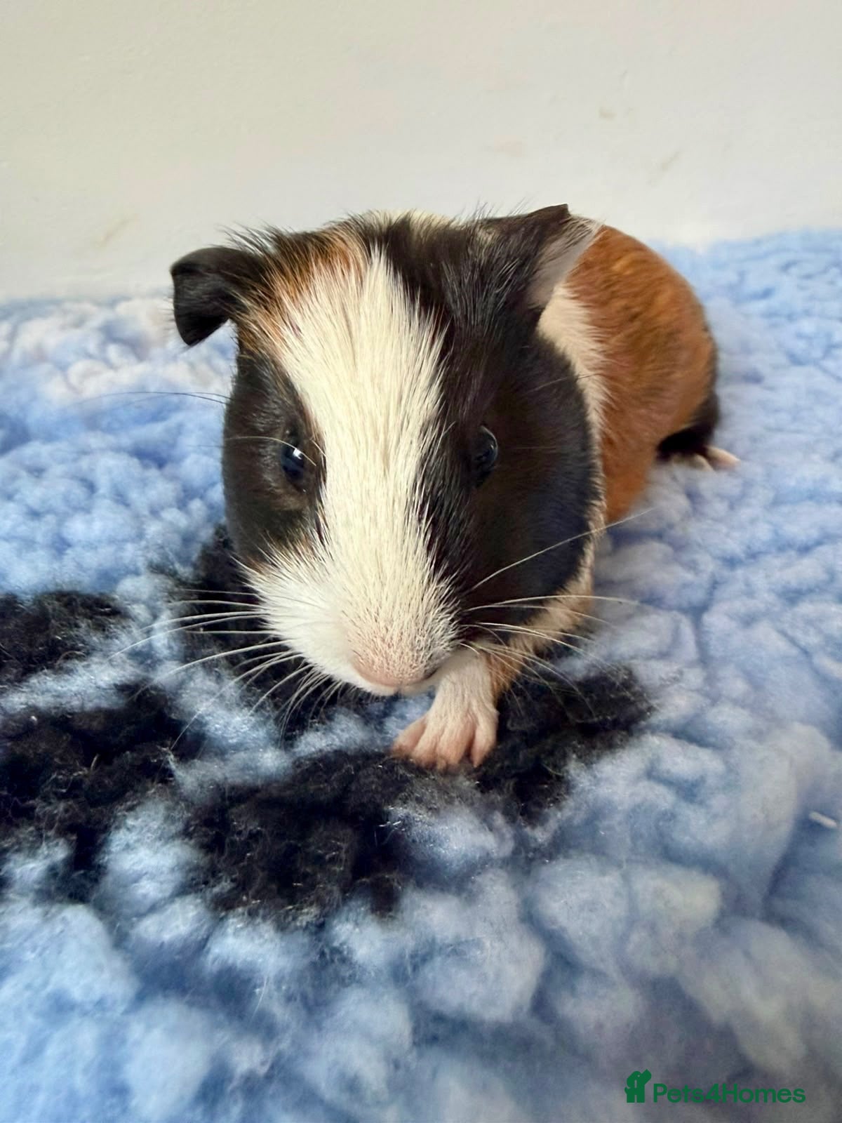 Guinea Pig rodents 2 Beautiful Male Guinea Pigs - Advert 11