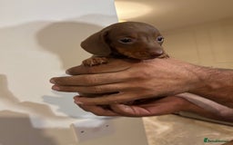 Miniature Dachshund dogs for sale: Miniature dachshunds  - Image 7