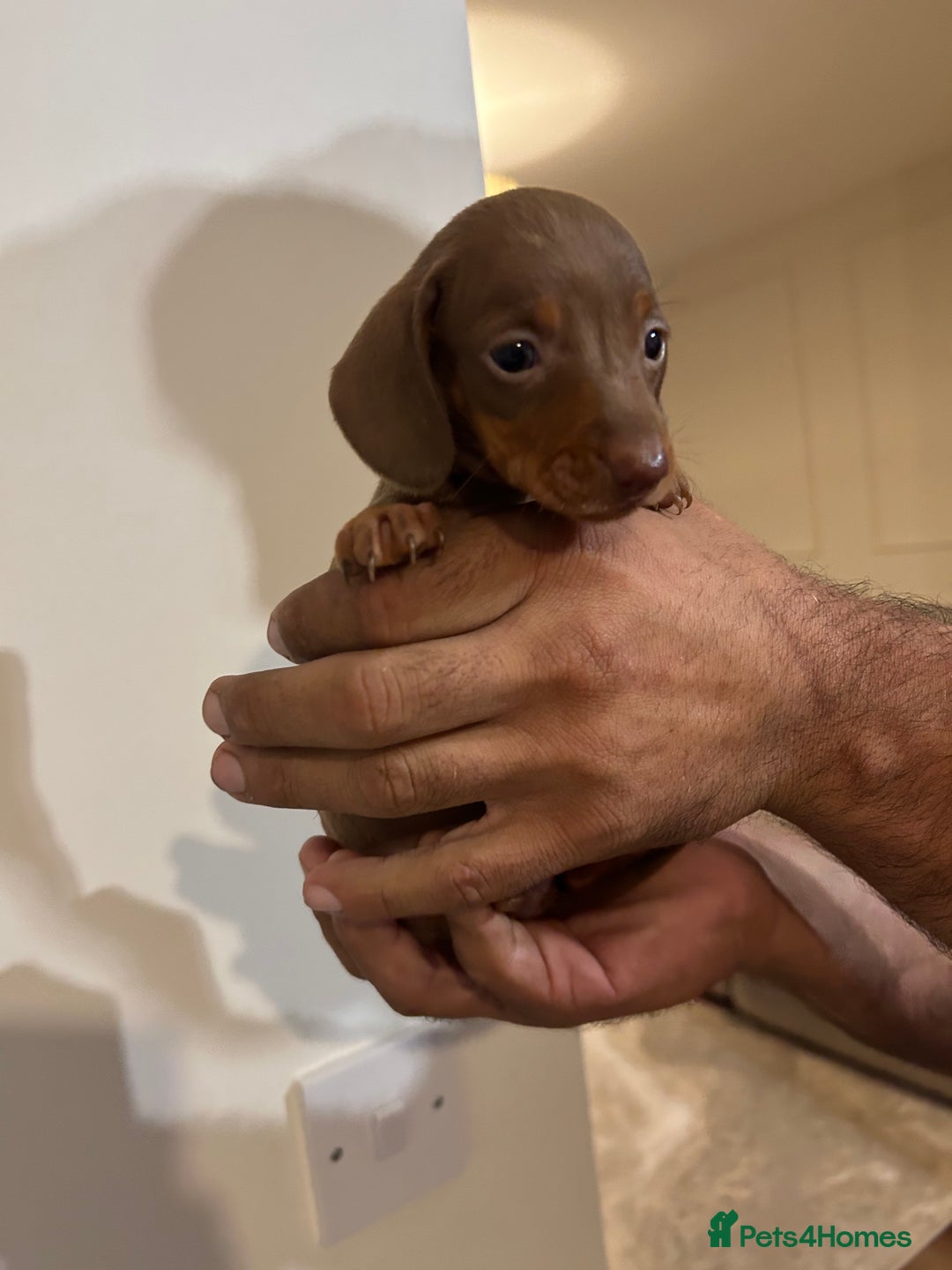 Miniature Dachshund dogs for sale: Miniature dachshunds  - Image 7