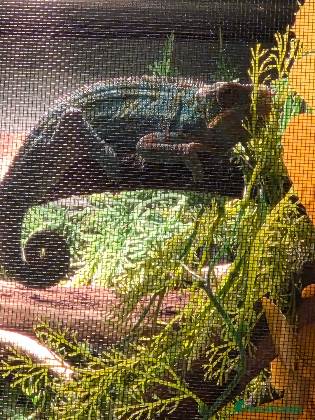 Chameleon reptiles for sale: Nosy B Chameleon  - Advert 7