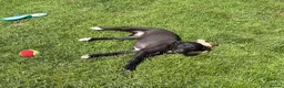 Whippet dogs for sale: Beautiful KC Whippet Puppies - Advert 13