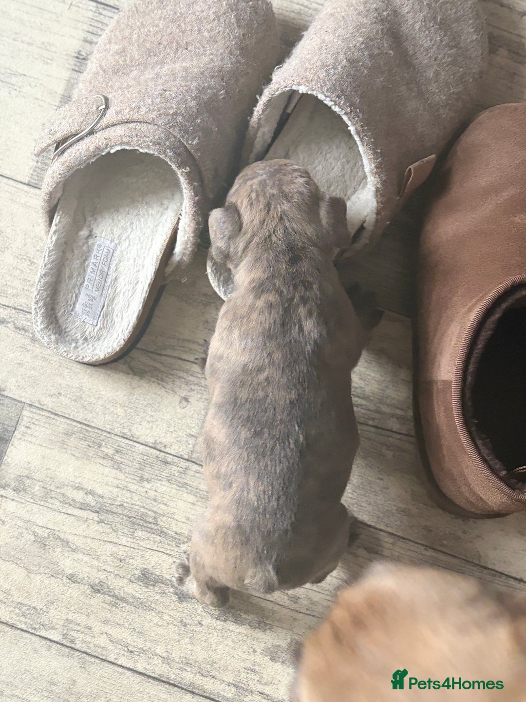 French Bulldog dogs for sale: Ready today! Beautiful french bulldog puppies - Advert 3