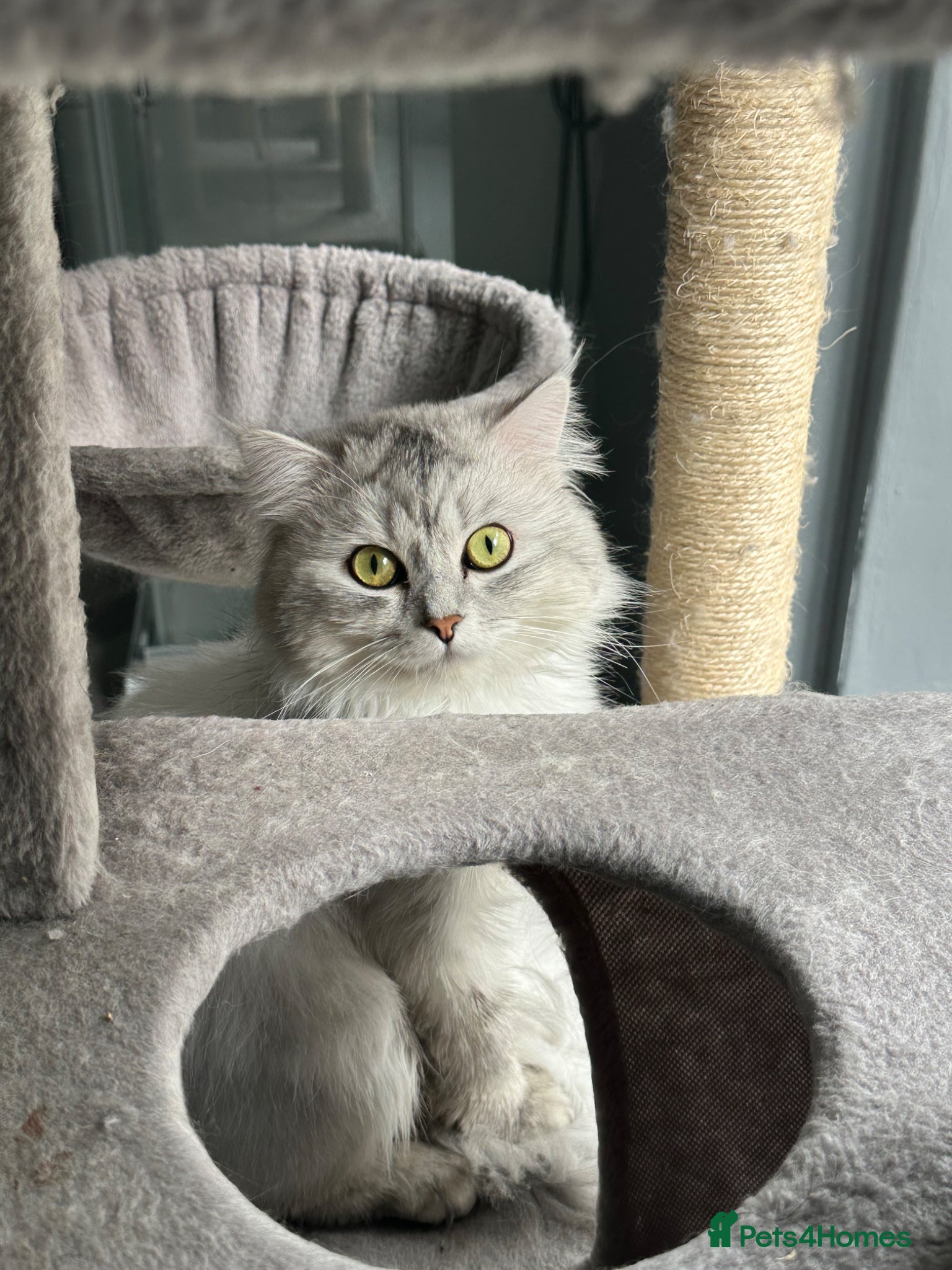 Persian cats for sale: Pure Persian long coat kitten’s - Advert 18