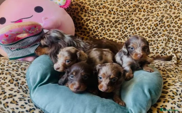 Miniature Dachshund dogs - Advert 2