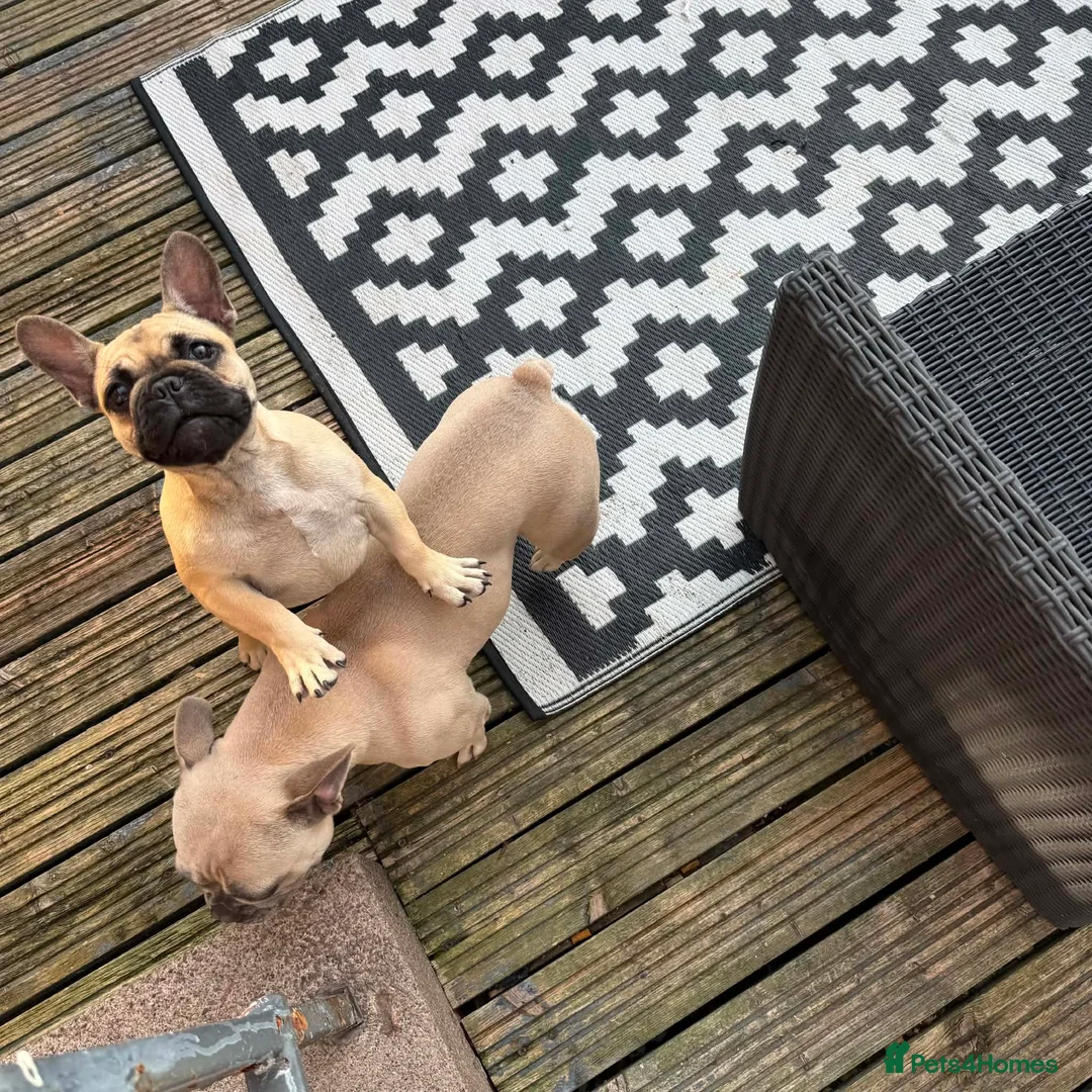 French Bulldog dogs for sale: Fawn Female french bulldog in Kirkcaldy - Advert 2