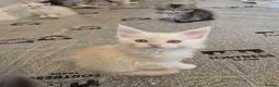 Maine Coon cats for sale: Maine Coon Kittens ready for there forever homes  - Advert 28