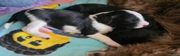 Mixed Breed dogs for sale: Bordoodle X Springer Spaniel puppies  - Advert 33