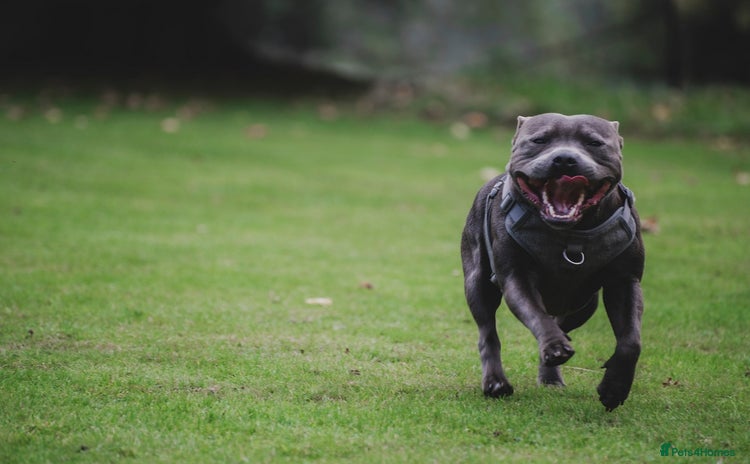 Staffordshire Bull Terrier dogs - Advert 2