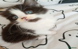 Bombay cats for sale: BSHxRagdoll🐈‍⬛ - Image 2