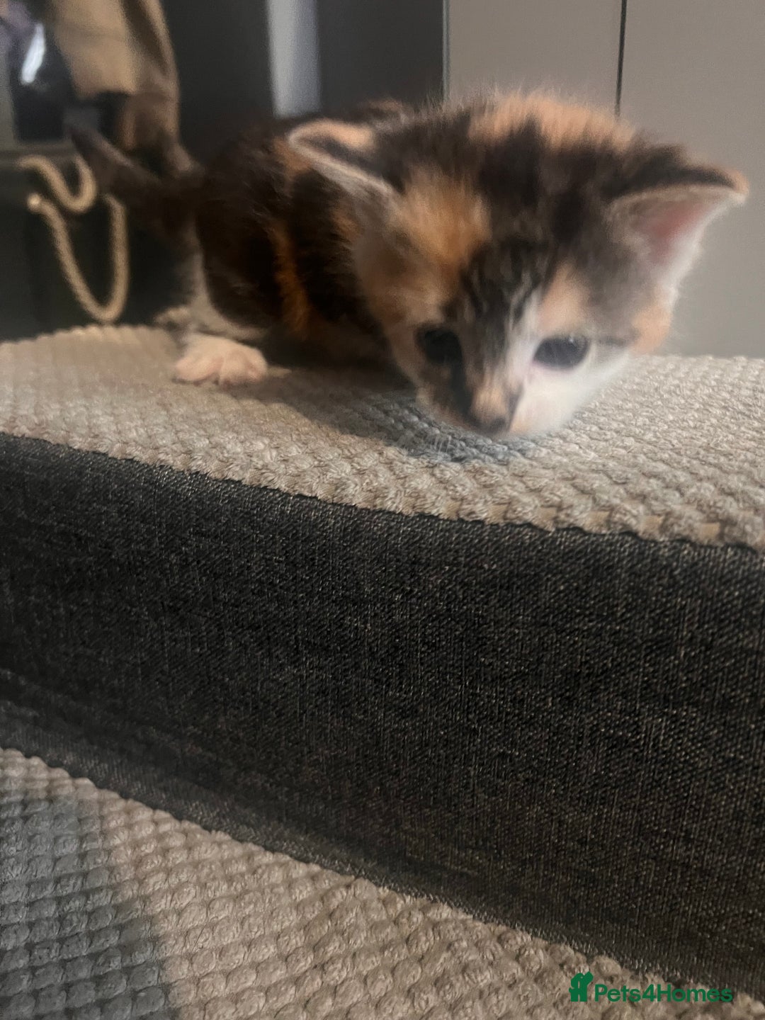 Mixed Breed cats for sale: 5 beautiful kittens  - Image 10