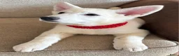 White Swiss Shepherd dogs for sale: Gorgeous white swiss shepherd puppies  - Advert 4