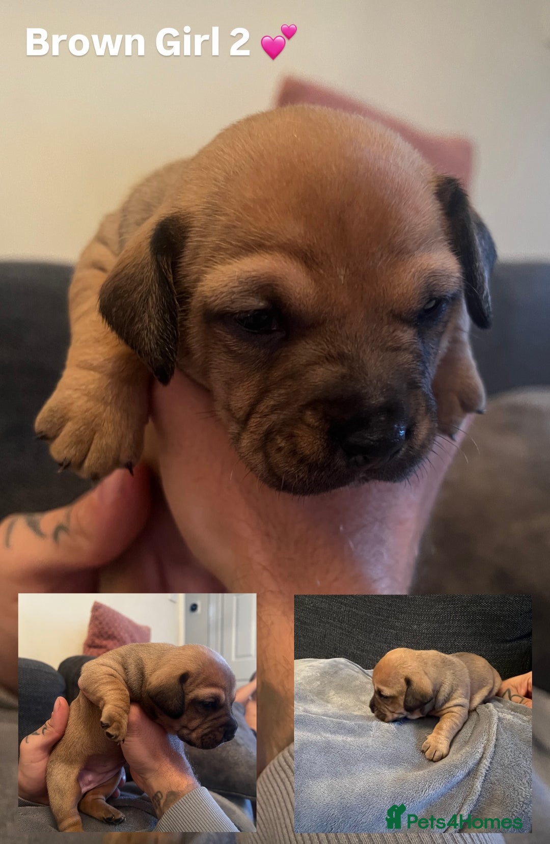 Mixed Breed dogs for sale:  Last 2 girls READY NOW! Rare English Bulldach - Advert 13