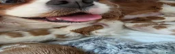 Cavalier King Charles Spaniel dogs for sale: Beautiful KC Reg Health Tested Cavalier Puppies - Advert 9