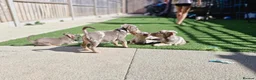 Jack Russell dogs for sale: Merle jack russels - Advert 25