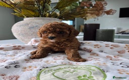 Toy Poodle dogs for sale: Kc reg deep red toy poodle council licensed  - Image 1