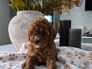 Toy Poodle dogs - Advert 28