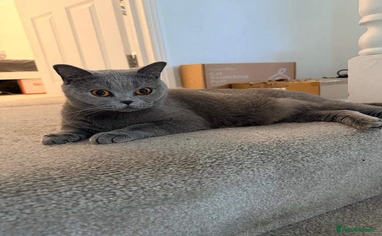 British Shorthair cats Ashiya - Beautiful BSH GCCF Active - Advert 1